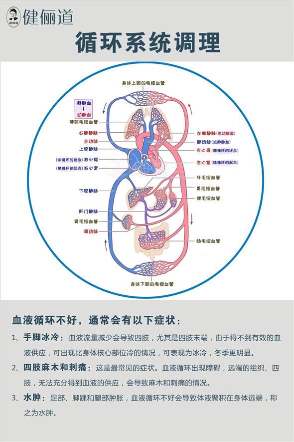 循环系统